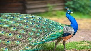 Beautifull Peafowl [upl. by Hercules940]