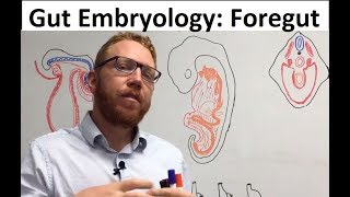 Foregut  Embryology [upl. by Jeb]