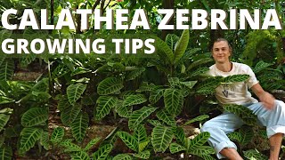 CALATHEA ZEBRINA Plant Care amp Growing Tips Zebra Plant  Prayer Plant Grow Happy Calathea [upl. by Kcirtemed]