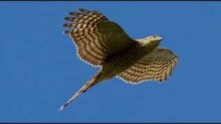 Sparrowhawk Bird Call Bird Song [upl. by Lashoh999]