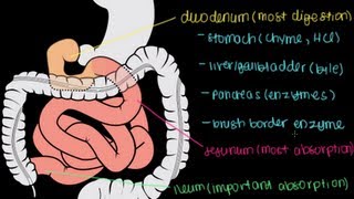 Small Intestine Structure Digestion Absorption [upl. by Doerrer]