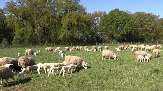 Lélevage des moutons à la Bergerie nationale [upl. by Wilda]