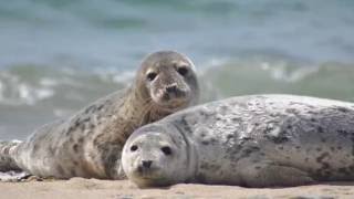 Seal SEALS Sounds and Pictures [upl. by Ortensia9]