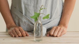 Cómo reproducir tus plantas por esquejes en agua [upl. by Eniortna]