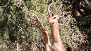 GERENUK African Antelope sticking its neck out to survive [upl. by Laux669]