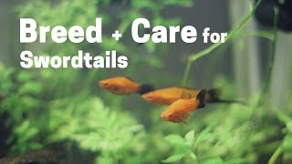 How To Breed  Care for Swordtails Easy and Simple [upl. by Junius]