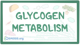 Glycogen metabolism [upl. by Othelia]