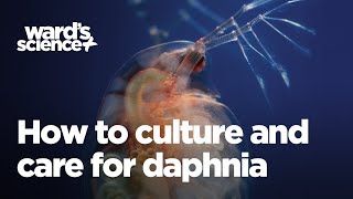 Caring and Culturing for Daphnia [upl. by Anatole]