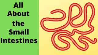 All about the small intestine [upl. by Wesley]