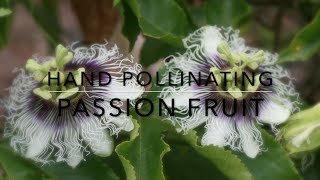 How to Hand Pollinating Passion Fruit Vine  Maracuya [upl. by Beitnes]