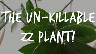 The quotUnkillablequot ZZ Plant Complete Zamioculcas Care Guide [upl. by Enitsua]