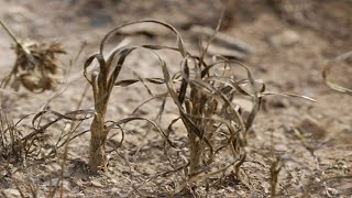 🥀 POTENTE Herbicida casero y Orgánico para la Huerta Urbana 🥀 mata las malas hierbas sin Químicos [upl. by Drue587]