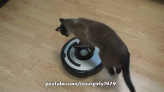 Cat shows HOW TO use iRobot Roomba Vacuum [upl. by Imuyam736]