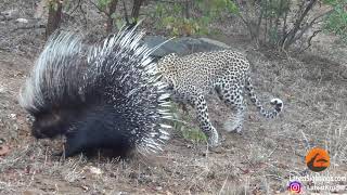 Silly leopard taking on porcupine at high speed will make your day [upl. by Cleodal]