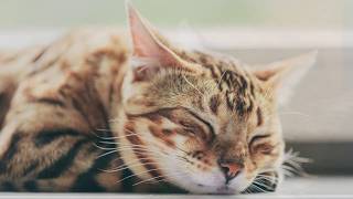 😽😴Cat Kitten Purring Sound  Relaxation  Sleep Sounds  Soothing Sounds 3 Hours ASMR for Sleep [upl. by Meunier166]