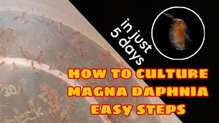 How to Culture Magna Daphnia Easily [upl. by Ylatan]