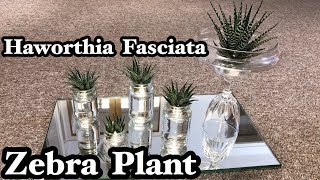 HAWORTHIA FASCIATA ZEBRA PLANT [upl. by Sitra]