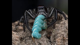 Hyllus giganteus GIANT JUMPING SPIDERS 😊 [upl. by Arriec]