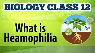 What Is Hemophilia  Chromosomal Basis of Inheritance  Biology Class 12 [upl. by Gintz]