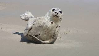 Facts The Harp Seal [upl. by Howard]