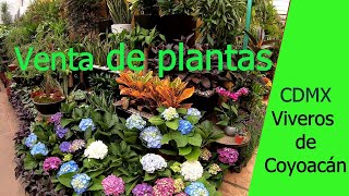 Coyoacán Viveros de Coyoacán ¿Dónde comprar plantas Venta de Plantas ¿Dónde ir CDMX [upl. by Anyek334]