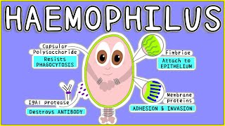 Haemophilus Microbiology Morphology Pathogenesis Diagnosis Treatment [upl. by Weinstein423]