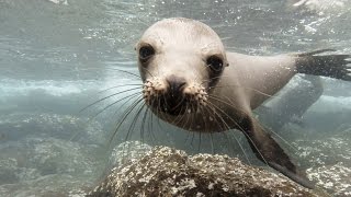 GoPro Galápagos Sea Lions [upl. by Evelunn]