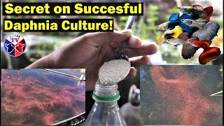 How to Culture Daphnia Successfully [upl. by Idnil]