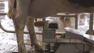 Fullwood M2erlin – robotic milking machine in action [upl. by Nylaf]