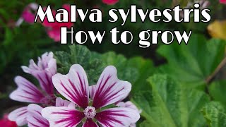 How to grow n care Malva sylvestrisZebrina hollyhock [upl. by Hall]