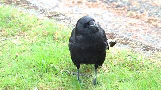 Crow Makes Dog AND Cat Sounds [upl. by Dionne]