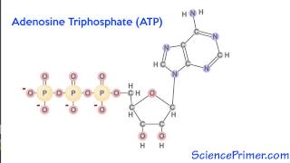 ATP as an energy molecule [upl. by Attener]