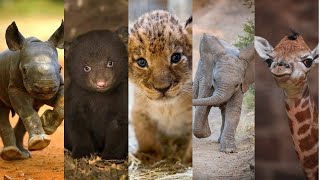 Cute Baby Animals You Should See [upl. by Hirai]