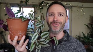 Tradescantia Zebrina  Wandering Jew Care Guide and Repot [upl. by Rakabuba]