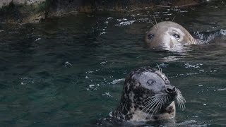 How Are Seals Different from Sea Lions [upl. by Allveta754]