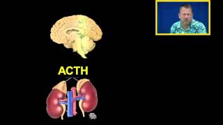 Cortisol and Glucocorticoids [upl. by Nidroj]