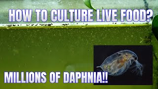 How to Culture Daphnia Secret Method to Breed MILLIONS  Simply Aquatic [upl. by Heyman246]