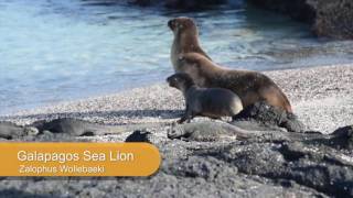 Galapagos Sea Lion Facts [upl. by Aldridge]