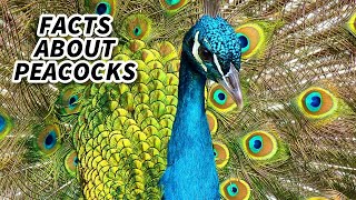 Peacock Facts FACTS about PEAFOWL 🦚 Animal Fact Files [upl. by Neret246]