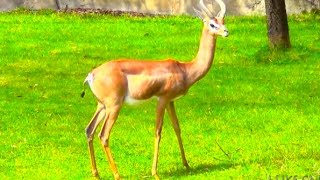 Gerenuks at Oregon Zoo [upl. by Ermentrude261]