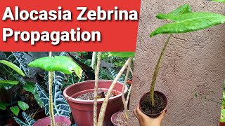 Alocasia  Zebrina Propagation [upl. by Applegate]