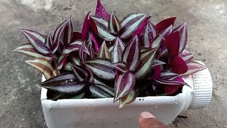 How To PropagateGrow Wandering JewTradescantia Zebrina Plant Using Stem Cutting [upl. by Eillom]