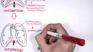 Mechanism of Breathing [upl. by Adnilre]