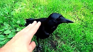 Pet crow acts like a Dog [upl. by Lain]