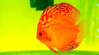 JACK WATTLEY DISCUS HATCHERY TOUR  Breeding Discus Fish and Wild Caught Discus [upl. by Eineeuq]