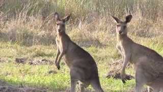 Kangaroo Sounds and Pictures for Teaching [upl. by Barbee355]