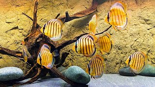 My FAVORITE Wild Caught Discus Aquarium [upl. by Marsland]