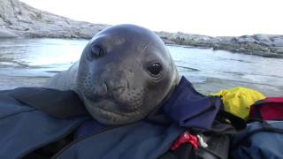 Curious Baby Elephant Seal [upl. by Jeannine]