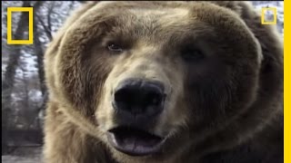 How to Survive a Grizzly Attack  National Geographic [upl. by Elleira]