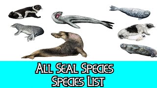 All Seal Species  Species List [upl. by Hsot917]